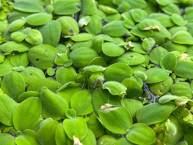 Salvinia Minima 65 + Leaves Live Floating Pond Aquarium Plant Freshwater Tanks Ponds Aquascapes Water Gardens Natural Water Filtration Purifier Easy Care Fast Growing Natural Shade Cover Betta Shrimp