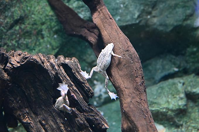 Dwarf Aquatic Frog Food Mix Soft Pellets 1.2 & Blackworm Pellets 1.0 Axolotls A452F (8oz)