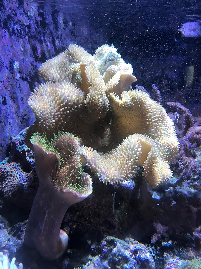 Reef Phytoplankton, 4 L / 1 fl. gal.