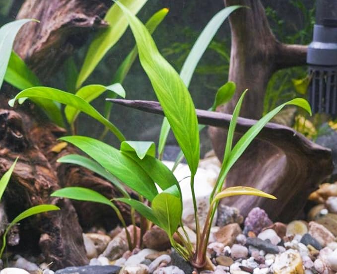 Anubias Congensis Live Aquatic Potted Plant for Aquarium Freshwater Fish Tank by Greenpro