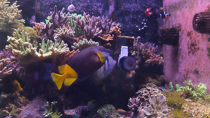 Premium Nori Seaweed - 50 Sheets 8"x8" - Food for Tangs, Angelfish, Rabbitfish & Blennies - No Additives, Reef Aquarium-Grade - Resealable Pack (150 Gram) / 5.29 oz