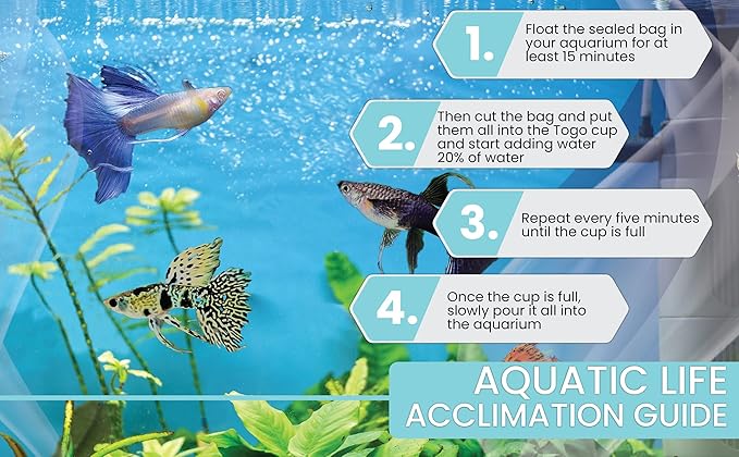 D&A Tropical Live Fish - Metal Black Guppy Live Fish, Female and Male Guppies for Aquariums, Freshwater (1 Trio (1male,2Female))