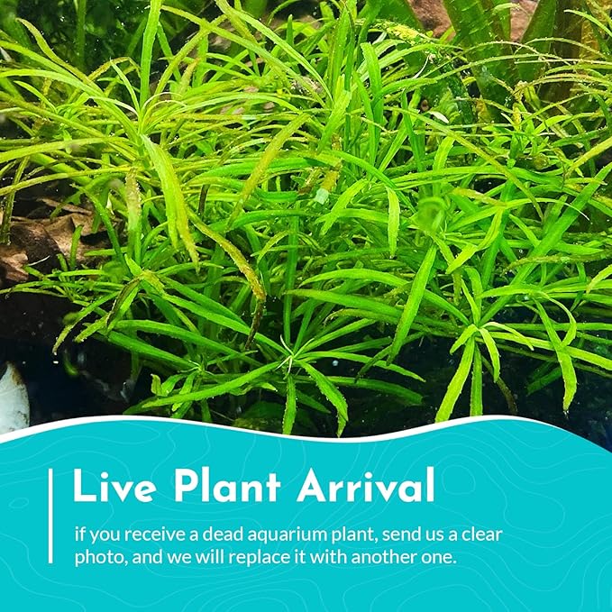Pogostemon Stellatus Narrowleaf Live Aquarium Plant - Hardy Low Maintenance Freshwater Plant - Ideal for Betta and Shrimp Tanks - Ideal for Aquascaping & Fish Health - 2 Pot