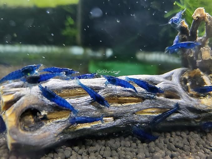 Live Freshwater Aquarium Shrimp - Neocaridina (Blue Dream, 5 Pack)