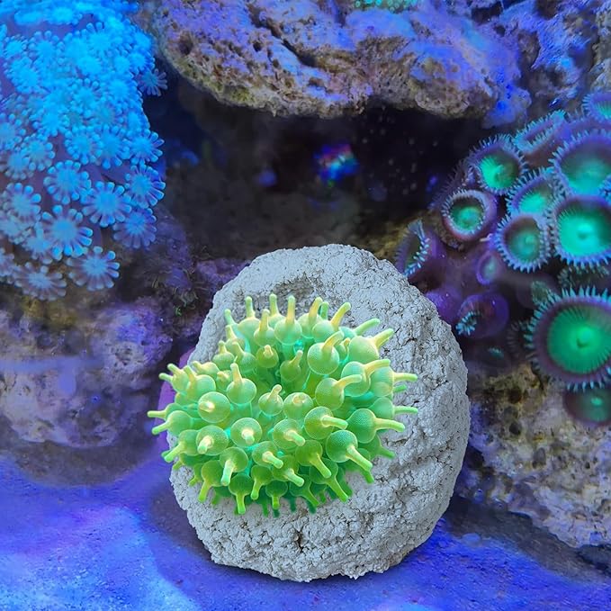 Anemone Nest,Fish Tank Decorations,Saltwater Aquarium Accessories,Aquarium Decor,Anemone Coral Ideal Habitat (Oblique Mouth 2.67-3.15 in)