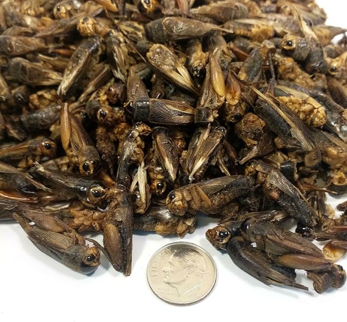 Crickets - Freeze Dried Crickets for Tropical Fish, Reptiles, Turtles, Tortoises Frogs, Hamsters, Birds, Rodents…2oz Small Jar