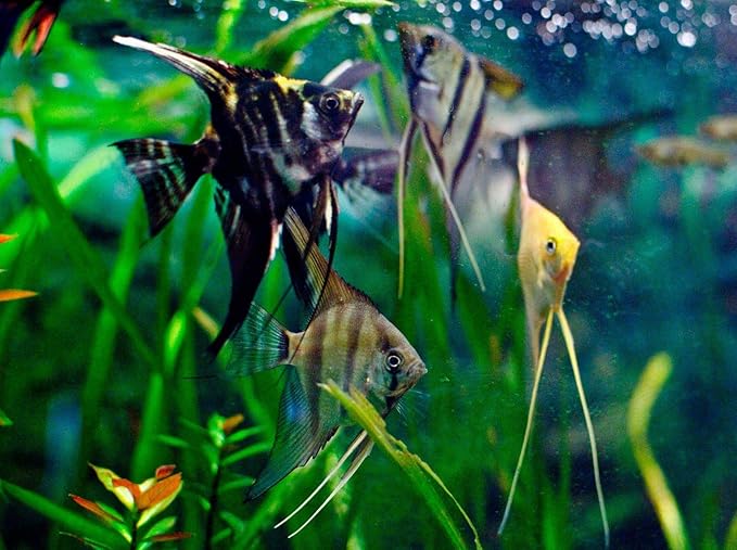 A.D.P. Fish Booster Bits Variety All Discus & Tropical Fish Food Mini Slow Sinking Pellets Grow Faster & Color Enhancing High Protein 47% for Goldfish & Aquarium Tropical Fish 60 g. Small Fish Feed