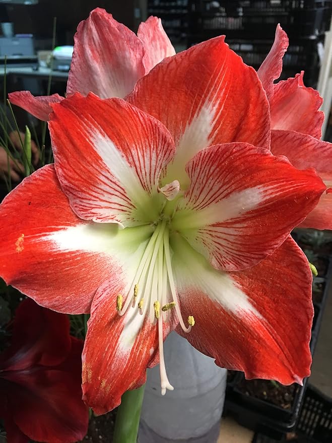 2 Amaryllis Minerva Huge Bulb 28-36cm! Great Holiday Gift! Easy Grow Bulbs!