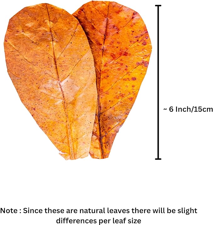 Shrimp Tank Accessories Indian Almond Leaves for Shrimps,Snails,Crayfish 10 Pack, 6β Dried Catappa Leaves for Aquariums, Betta Fish, Breeding Tanks, Neocardina,Cherry,Amano,Ghost Shrimp Natural Hides