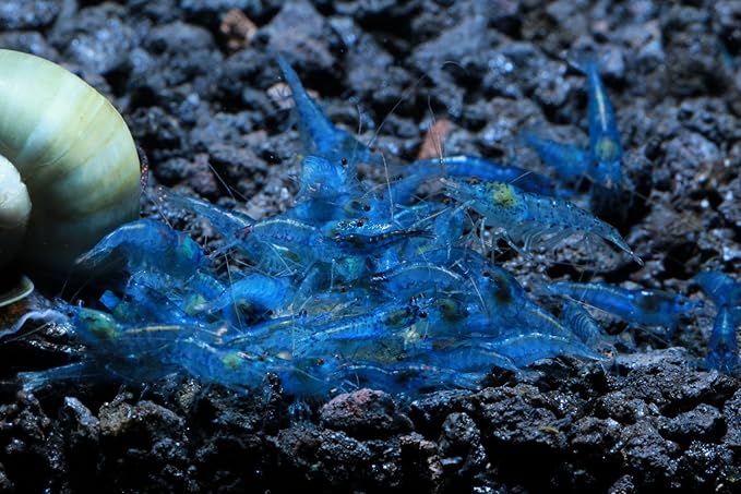 Live Freshwater Aquarium Shrimp - Neocaridina (Blue Velvet, 5 Pack)