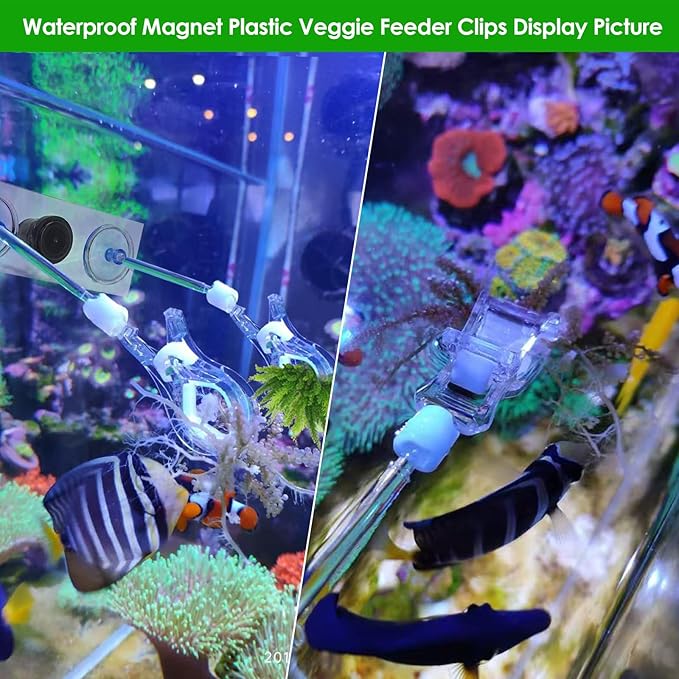 Magnet nori Clips Feeder for Saltwater Fish Tank Accessories Seaweed clamp Holder Coral Seaweed Clip Veggie Feeder Clip for Fish Never Rust