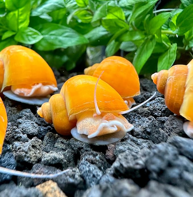 AquaticMotiv® 3-Pack Gold Mystery Snails (Pomacea Bridgesii) Large - Live Aquarium Freshwater Snails