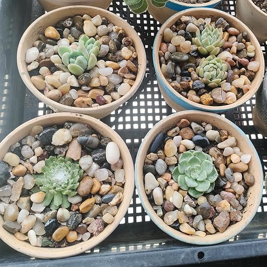 20LB Decorative River Rocks Gravel - 2/5" Mixed Color Gravel for Vase Filling, Flower Pot Paving. Gravel for Garden Decoration,Landscaping,Aquarium Aquascape Gravel, Fish Tanks Gravel(8-12MM)