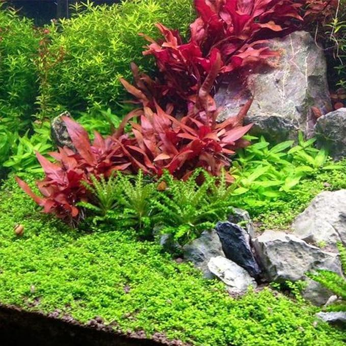 3xAlternanthera Lilacina Plants, Live Aquarium Plant | Deep Purple & Red Aquatic Stem Plant for Stunning Aquascapes