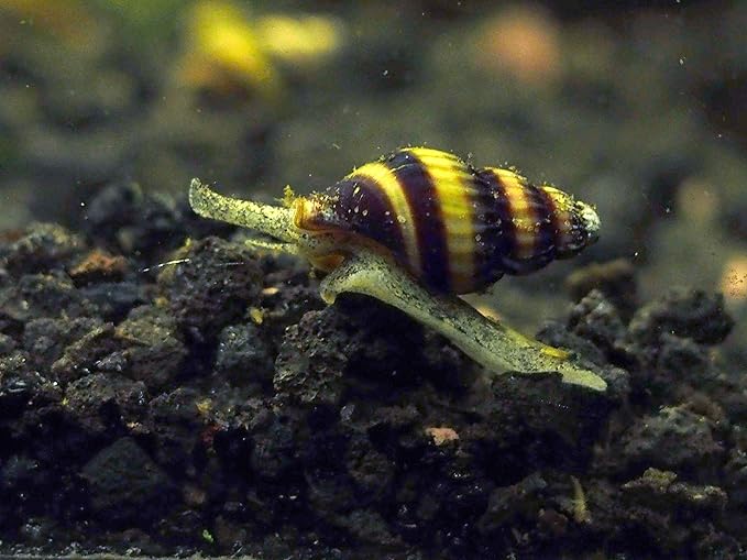 Aquatic Arts 5 Live Assassin Snails/Clea Helena | Snail Remover/Pond Snail Control | Freshwater Aquarium Nano Tank Maintenance