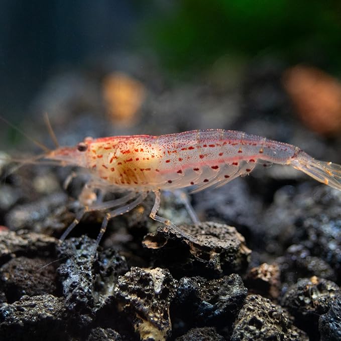 Aquatic Arts Sun Orange Amano Shrimp β Live Freshwater Algae-Eater (Caridina multidentata) | Hardy & Tank-Bred | Peaceful Shrimp for Planted Aquariums | 100% Live Arrival Guarantee (5 Shrimp)