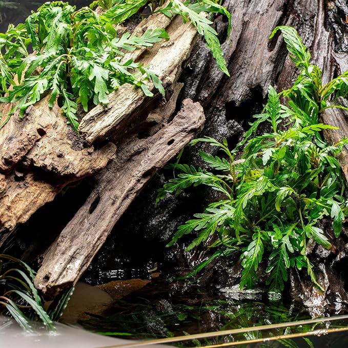 Ultum Nature Systems Driftwood - Dragon Drift Wood for Fish Tank, Planted Tank, Terriarium, Paludarium - Versatile Natural Driftwood Decor, Events Wood Centerpiece - Dragon Wood, L 14-20, 3 Pack