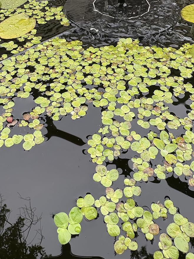 60+ Live Giant Duckweed Plants, Spirodela Polyrhiza, Floating Plants for Pond, Aquarium