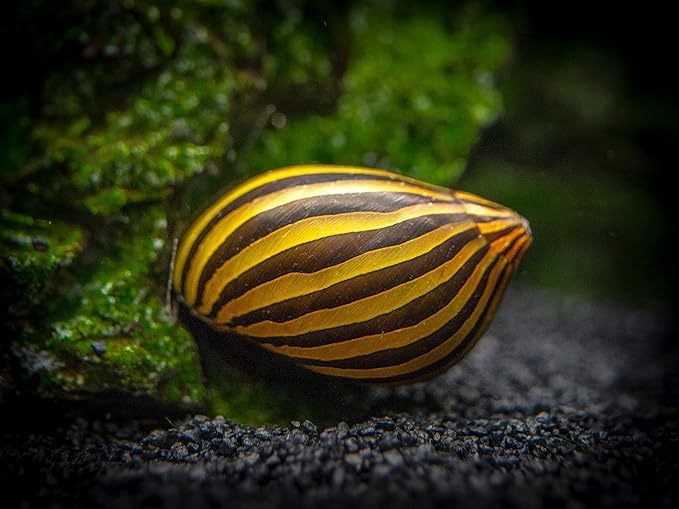 Aquatic Arts 20 Live Zebra Nerite Snails | Nano Aquarium Gravel Clearer/Filter/Scrubber | Freshwater Invertebrate/Fish Tank Decorations