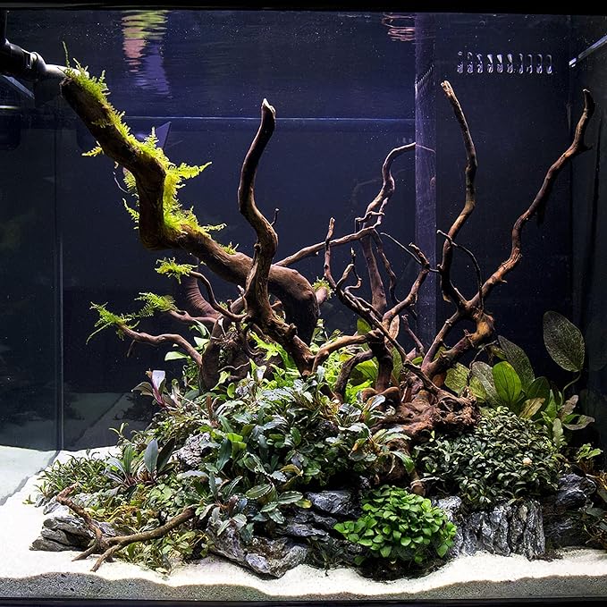 Ultum Nature Systems Driftwood - Spider Wood on Slate Stone for Fish Tank, Planted Tank, Terriarium, Paludarium - Versatile Natural Driftwood Decor - Spider Wood on Slate Stone, Small (7-12")