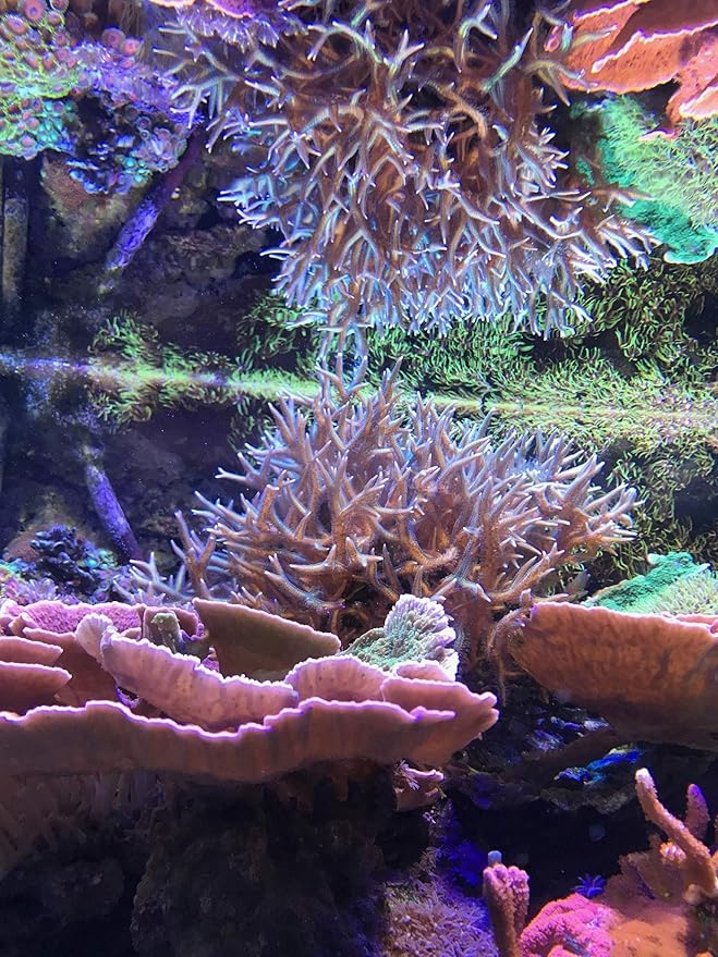 Reef Complete, 4 L / 1 fl. gal.