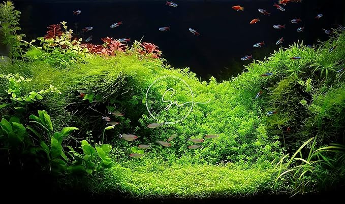Swimming Creatures™ Live Aquarium Plants (Java Moss (50sq inch Portion))