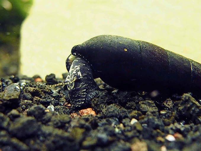Aquatic Arts 5 Live Black Devil Spike Snails | Aquarium Background Accessories | Tetra / Betta Fish Tank Safe