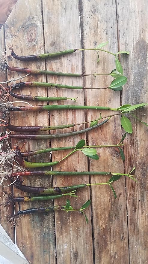 10 RED MANGROVE SEEDLINGS The plants that are pictured are exactly what you will receive, and are only grown by Mangroves and more nursery, not any other seller.