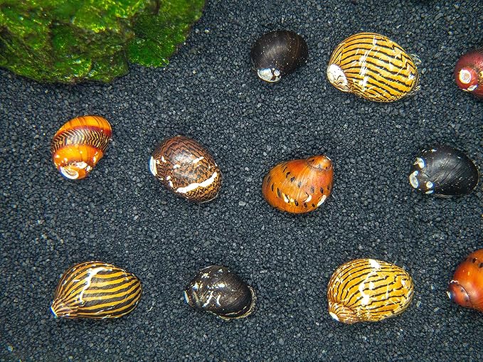 Aquatic Arts 20 Live B-Grade Nerite Snails | Freshwater Aquarium Control / Clearer | Safe in Tetra/Guppy/Betta Tanks