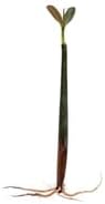 Red Mangrove Rhizophora Mangle Live Aquarium Plants 5 Pack Bare Root, Freshwater Brackish Terrarium Plant
