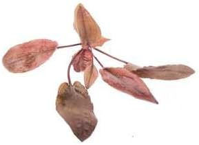 Cryptocoryne Flamingo Live Aquarium Plant 1 Potted Plant, Pink Crypt Freshwater Foreground Midground Aquatic Plant