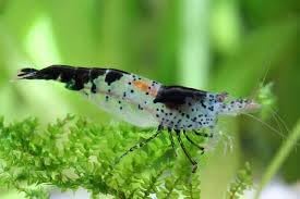 SF Aquatic™ 10 Black Rili Shrimps High Grade Neocaridina Live Freshwater Aquarium Shrimps. Fully Mature Breeding Age. Live Arrival Guarantee.