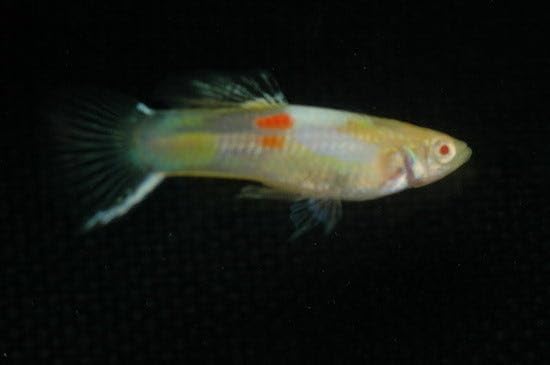 Swimming Creatures™ Tropical Live Guppy Freshwater Aquarium Fish (6 Assorted Color Endler)
