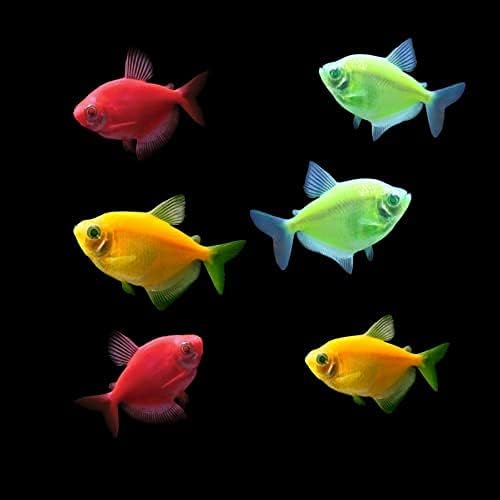 GloFish Live Fish Collections (Tetra Basic)