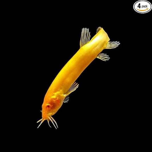 3-Pack Gold Dojo Loach 2.0–2.5” Red Eyes – Live Freshwater Aquarium Fish – Peaceful and Hardy Bottom Dweller – Great for Community and Planted Tanks