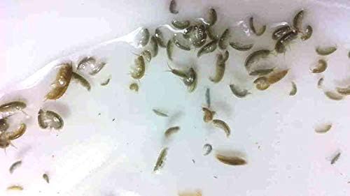 FloridaPets Live Amphipods 200+ Aquarium Fish Food Over 200 Pods