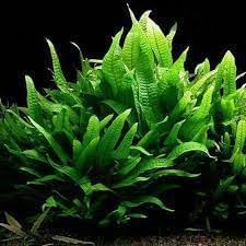 Swimming Creatures™ Live Aquarium Plants (Java Fern (1 Bunch))