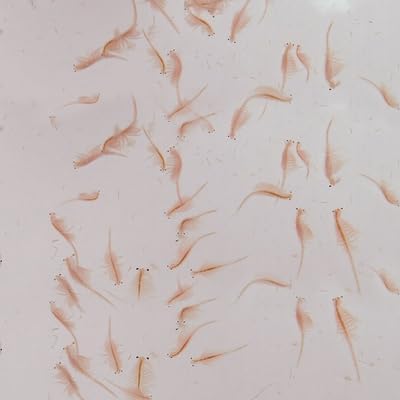 Carolina Live Adult Brine Shrimp (Artemia) – Ready-to-Feed Nutrition for Fish & Aquatic Organisms | No Hatching Required | 2 Oz. Live Culture