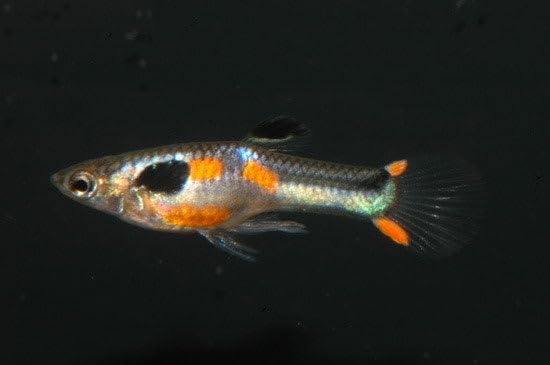 Swimming Creatures™ Tropical Live Guppy Freshwater Aquarium Fish (6 Assorted Color Endler)