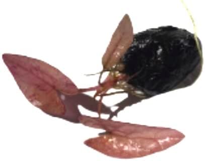 Marcus Fish Tanks - Tiger Lotus Lily Nymphaea Lotus - Live Aquarium Plants - Freshwater Aquatic Plant Buy 2 Get 1