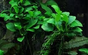 Marcus Fish Tanks - Anubias Nana Petite Anubias Plant Live Aquarium Plants Aquatic Plant Buy 2 Get 1