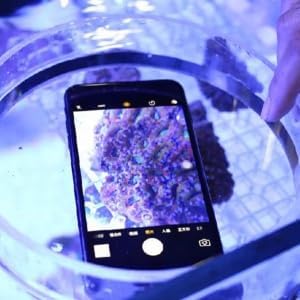 TOPINCN Viewer Fish Acrylic Observe Lense Aquarium Fish Photograph Cylinder Magnifier for Marine Aquarium Reef(250mm)