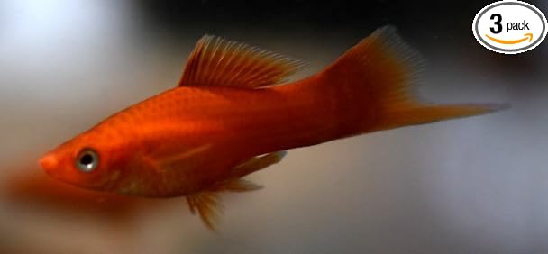 3 Pack - Large Red Swordtails Live Freshwater Aquarium Fish