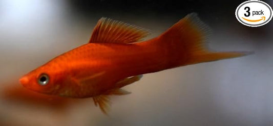 3 Pack - Large Red Swordtails Live Freshwater Aquarium Fish