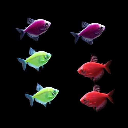 GloFish Live Fish Collections (Tetra Basic)