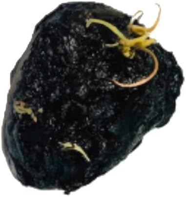 Marcus Fish Tanks - Tiger Lotus Lily Nymphaea Lotus - Live Aquarium Plants - Freshwater Aquatic Plant Buy 2 Get 1