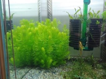 Swimming Creatures™ Live Aquarium Plants (1 X-Large Bunch Hornwort)