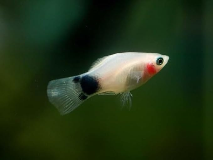 Swimming Creatures™ Tropical Live Guppy/Platy Livebearers Freshwater Aquarium Fish (6 Assorted Color Platy)
