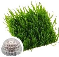 Java Moss | Vesicularia Ferriei Live Aquarium Plant, 10 Square Inch Flame Moss, with 1x Ball Holder, Freshwater Live Plants Shaping Filter