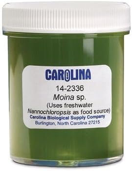 Carolina Moina Culture – Live Daphnid for Aquatic Studies & Fish Feeding | Ideal for Freshwater Larval Fish | Perfect for Classroom & Research Use